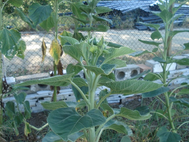 sun flower