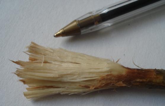 brush
