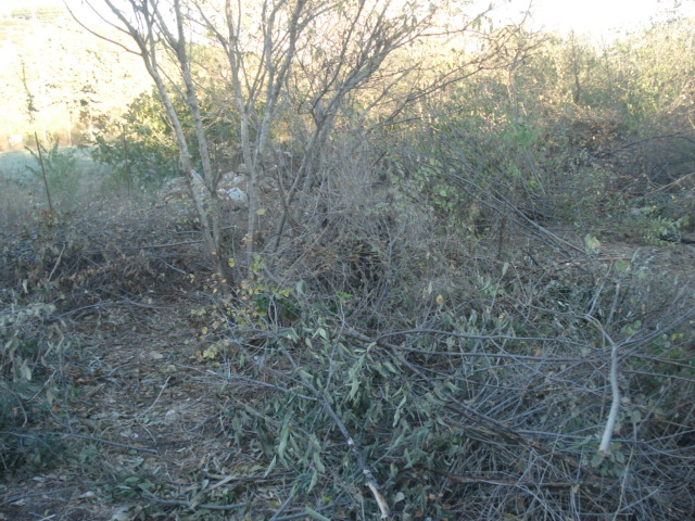 amygdalia1