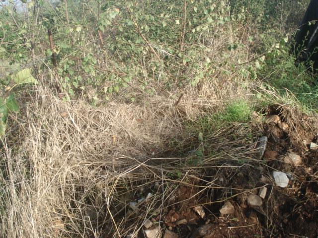 oria1