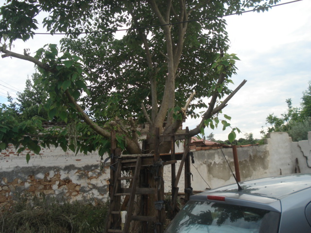 tree
      prin