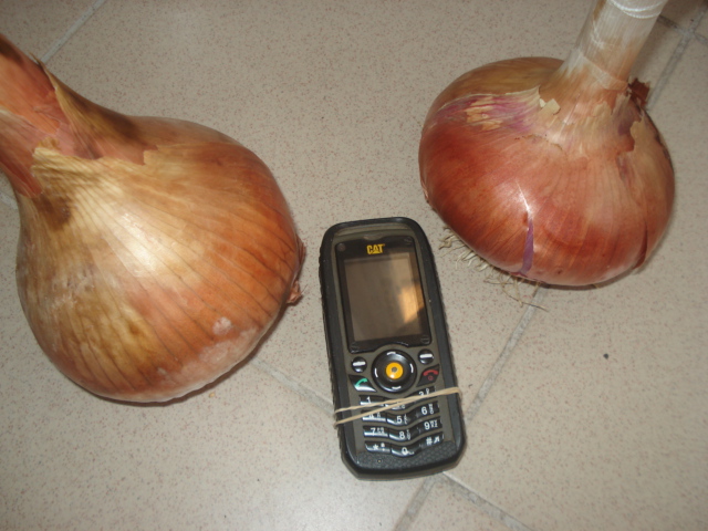 onions
