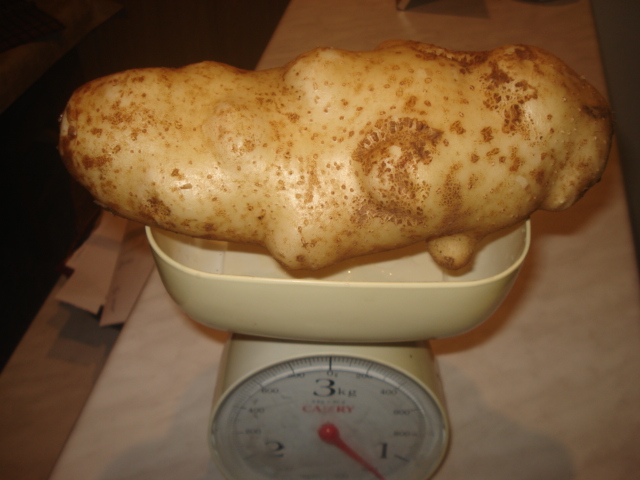 potato