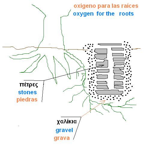 oxygen-roots